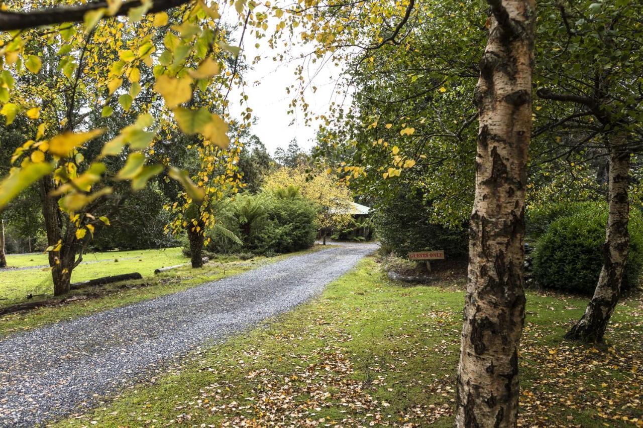 Cradle forest inn Moina Eksteriør bilde