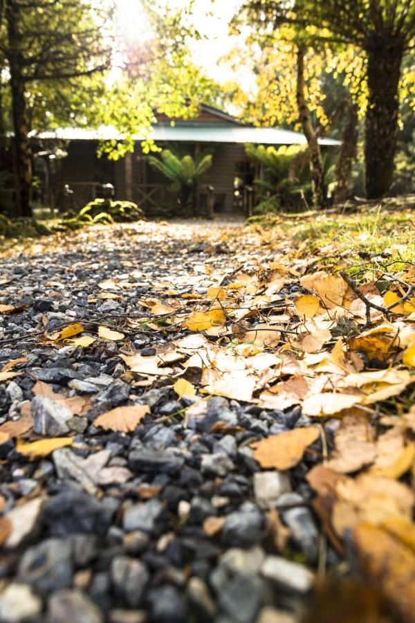 Cradle forest inn Moina Eksteriør bilde